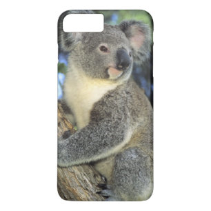 Koala, Phascolarctos cinereus), Australien, Case-Mate iPhone Hülle
