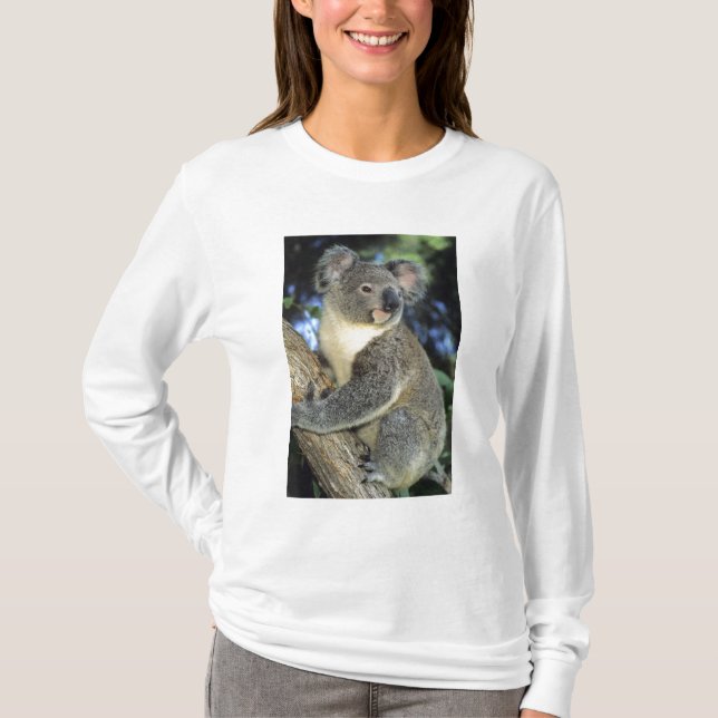 Koala, Phascolarctos cinereus, Australien T-Shirt (Vorderseite)