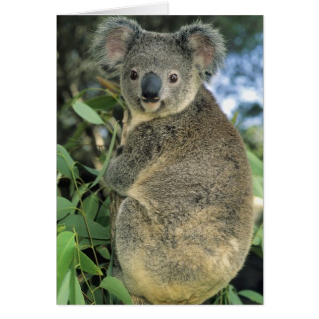 Koala, Phascolarctos cinereus), en voie de dispari (Devant)