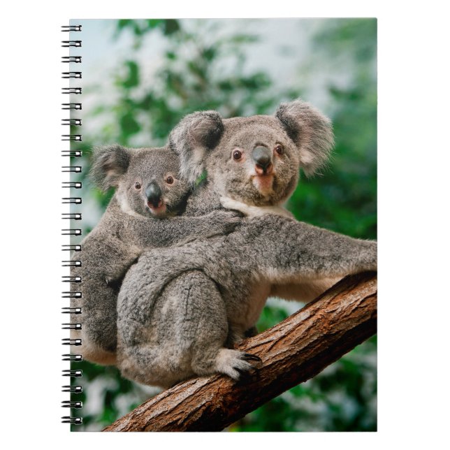 Koala, Phascolarctos cinereus, Frauen, die dich tr Notizblock (Vorderseite)
