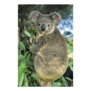 Koala, Phascolarctos cinereus), gefährdet, Fotodruck
