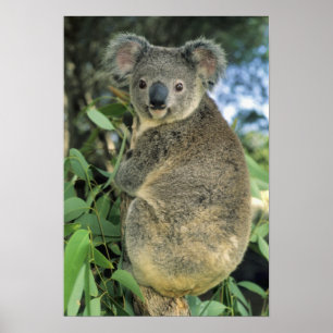 Koala, Phascolarctos cinereus), gefährdet, Poster