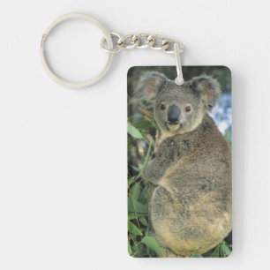 Koala, Phascolarctos cinereus), gefährdet, Schlüsselanhänger