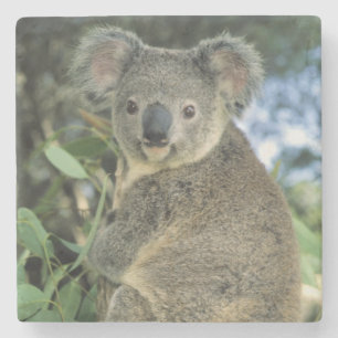 Koala, Phascolarctos cinereus), gefährdet, Steinuntersetzer