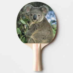 Koala, Phascolarctos cinereus), gefährdet, Tischtennis Schläger