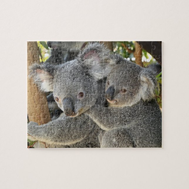 Koala Phascolarctos cinereus Queensland . (Horizontal)