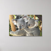 Koala Phascolarctos cinereus Queensland .