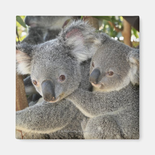 Koala Phascolarctos cinereus Queensland . Magnet (Vorne)