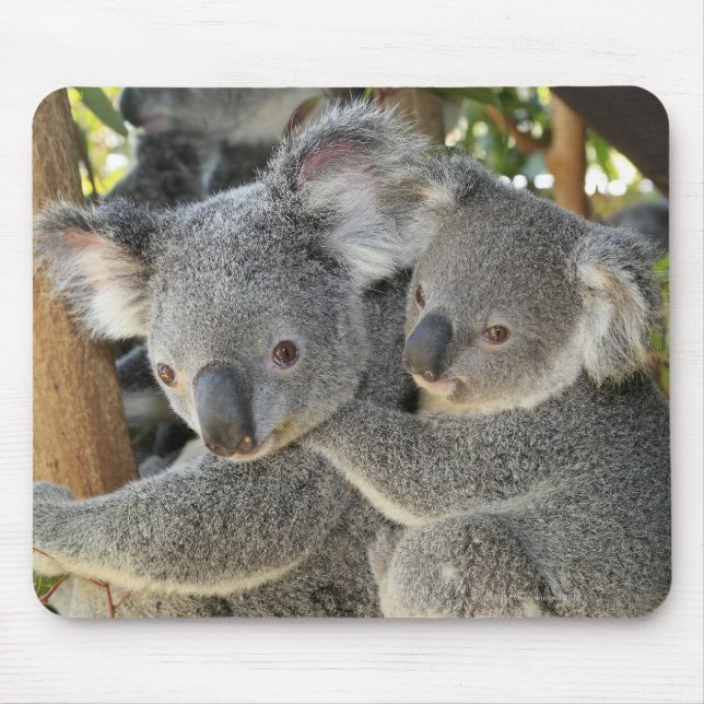 Koala Phascolarctos cinereus Queensland . Mousepad (Vorne)