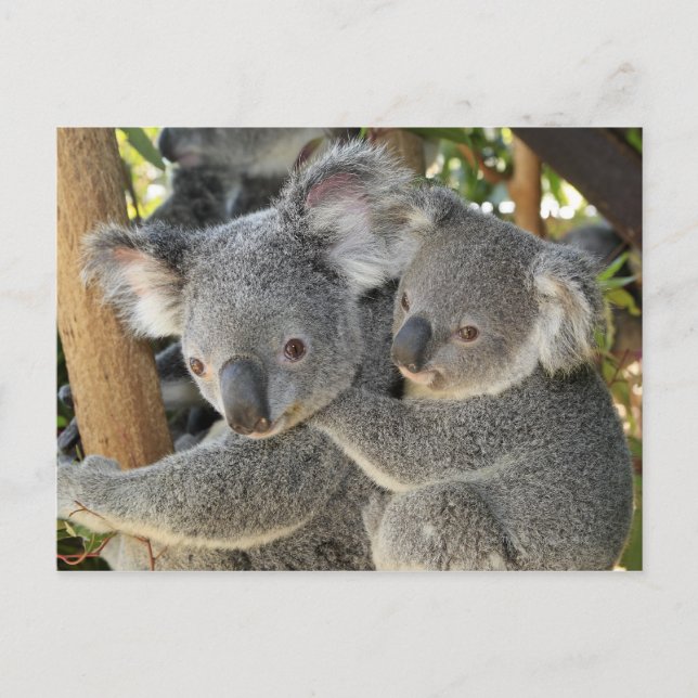 Koala Phascolarctos cinereus Queensland . Postkarte (Vorderseite)