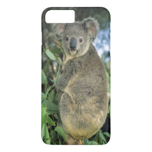 Koala, Phascolarctos cinereus), vom Aussterben bed title_seo2