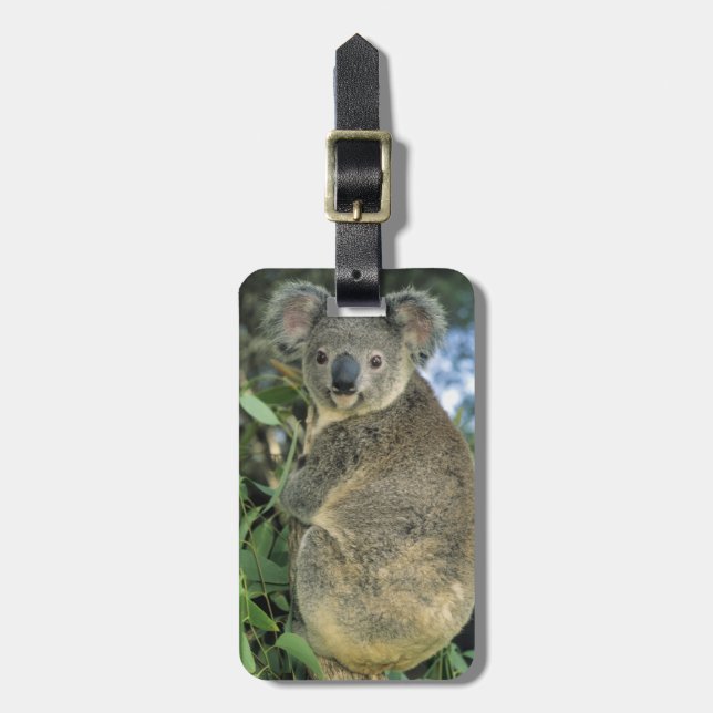 Koala, Phascolarctos cinereus), vom Aussterben bed Gepäckanhänger (Vorderseite vertikal)