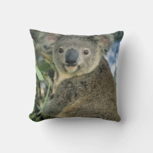 Koala, Phascolarctos cinereus), vom Aussterben bed Kissen