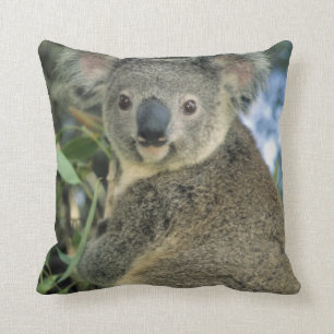 Koala, Phascolarctos cinereus), vom Aussterben bed Kissen