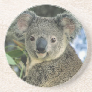 Koala, Phascolarctos cinereus), vom Aussterben bed Untersetzer
