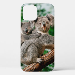 Koala, Phascolarctos cinereus, Weibchen trägt Jung Case-Mate iPhone Hülle