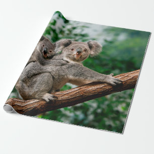 Koala, Phascolarctos cinereus, Weibchen trägt Jung Geschenkpapier