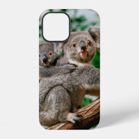 Koala, Phascolarctos cinereus, Weibchen trägt Jung