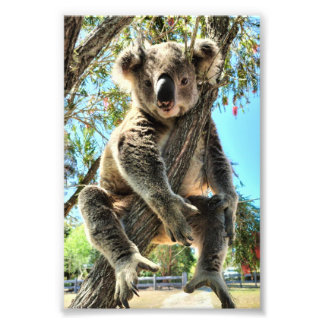 Koala Picture Fotodruck