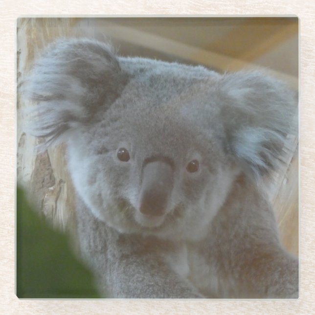Koala Portrait Untersetzer (Vorderseite)