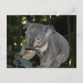 Koala Postcard Postkarte