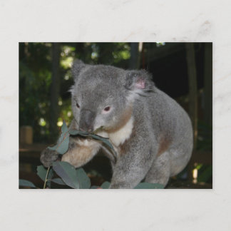Koala Postcard Postkarte
