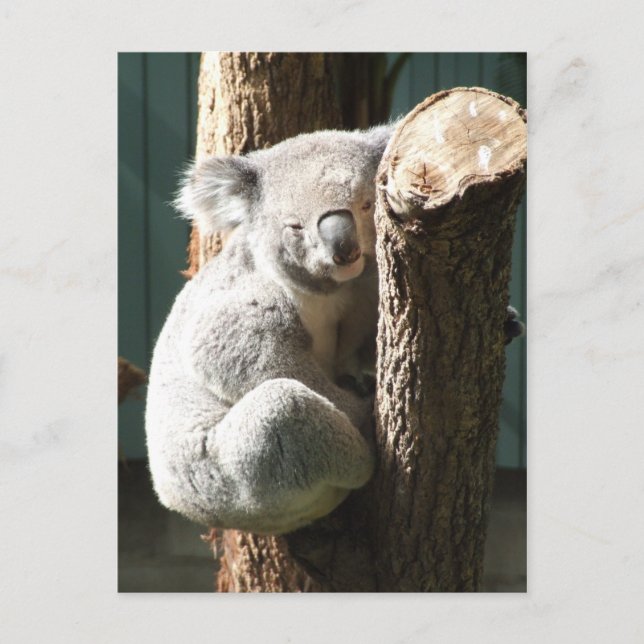 Koala Postcard Postkarte (Vorderseite)