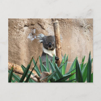 Koala Postcard Postkarte