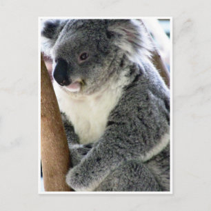 Koala Postkarte