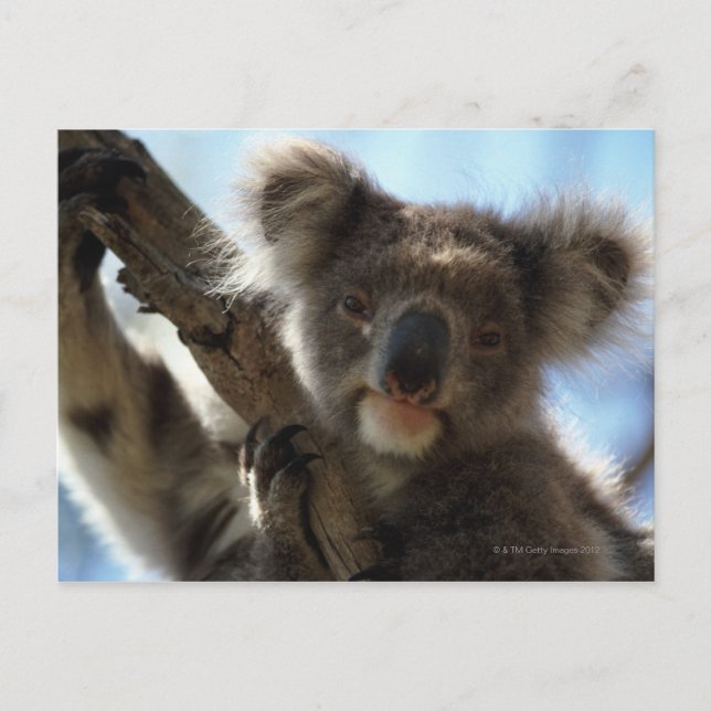 Koala Postkarte (Vorderseite)