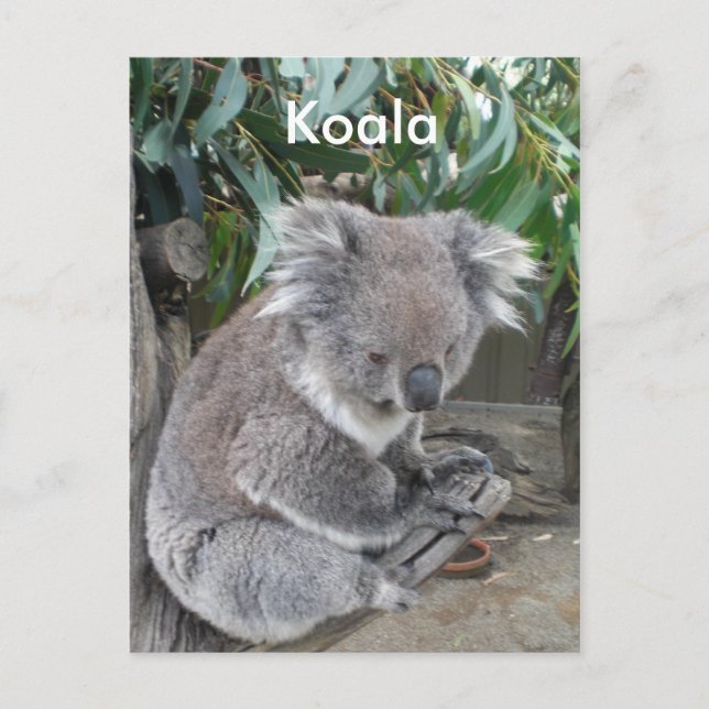 Koala Postkarte (Vorderseite)