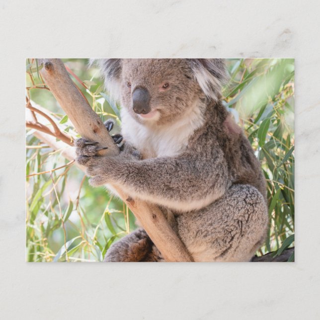 Koala Postkarte (Vorderseite)