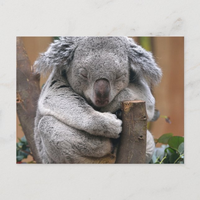 Koala Postkarte (Vorderseite)