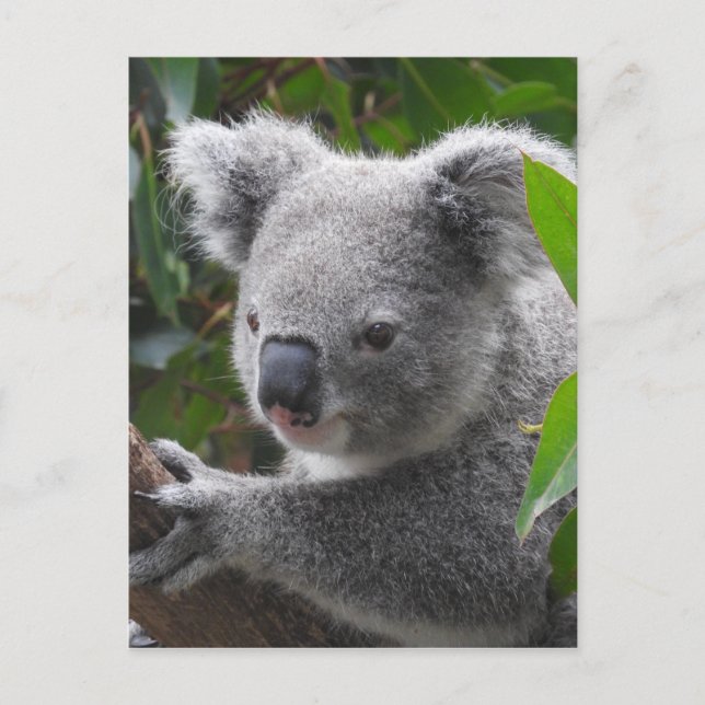 Koala Postkarte (Vorderseite)