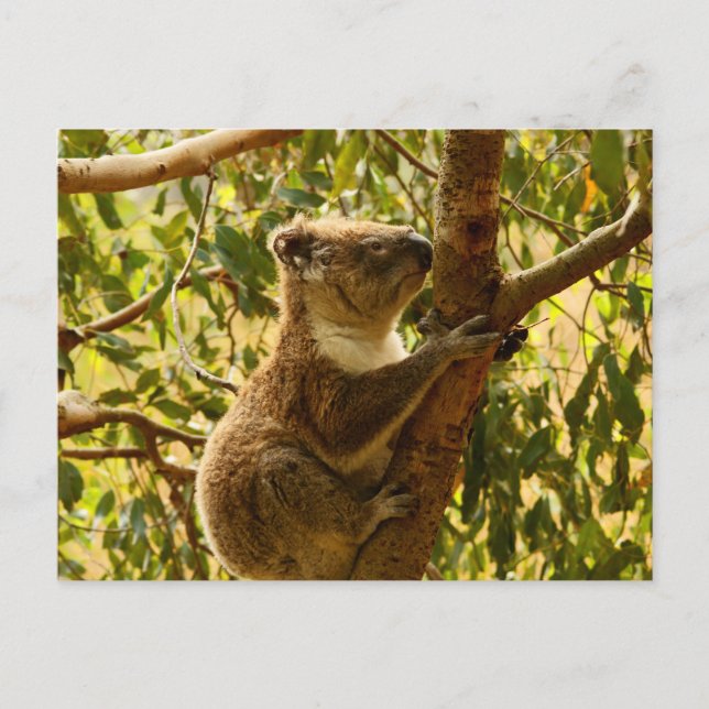 Koala Postkarte (Vorderseite)