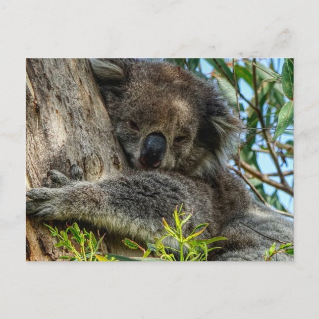 Koala Postkarte (Vorderseite)
