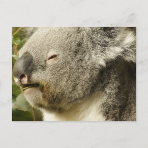 Koala Postkarte