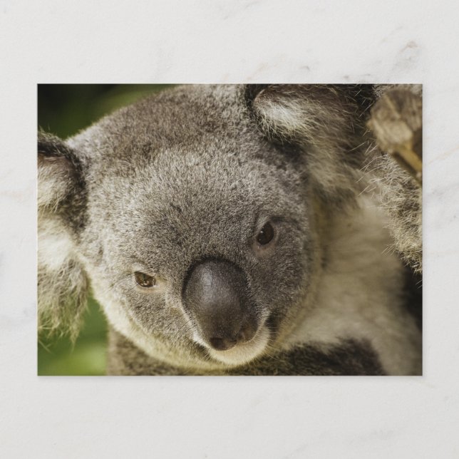 Koala Postkarte (Vorderseite)