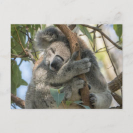 Koala Postkarte