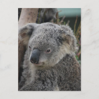 Koala Postkarte