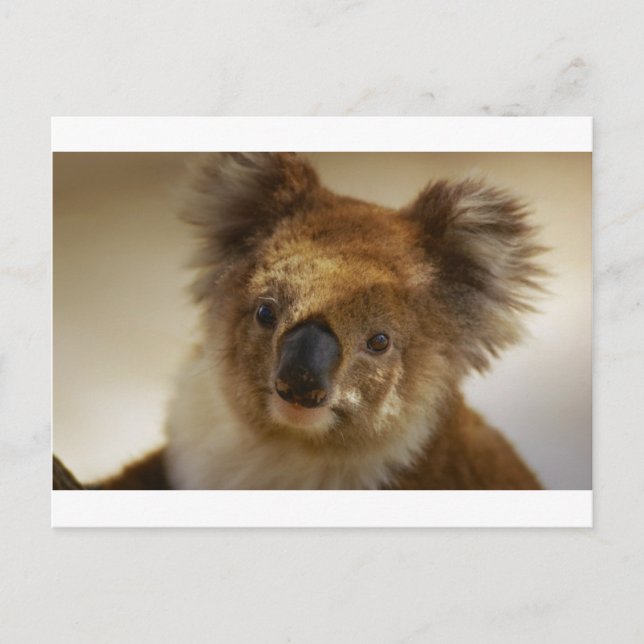 Koala Postkarte (Vorderseite)