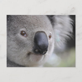 Koala Postkarte
