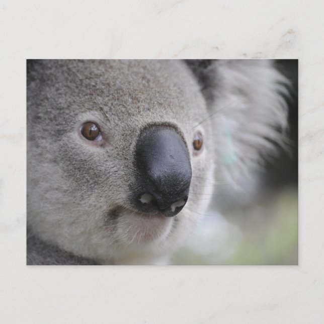 Koala Postkarte (Vorderseite)