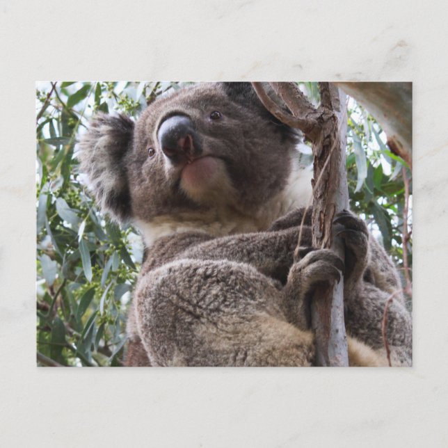 Koala Postkarte (Vorderseite)