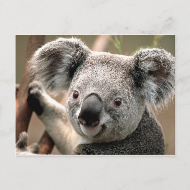 Koala Postkarte (Vorderseite)