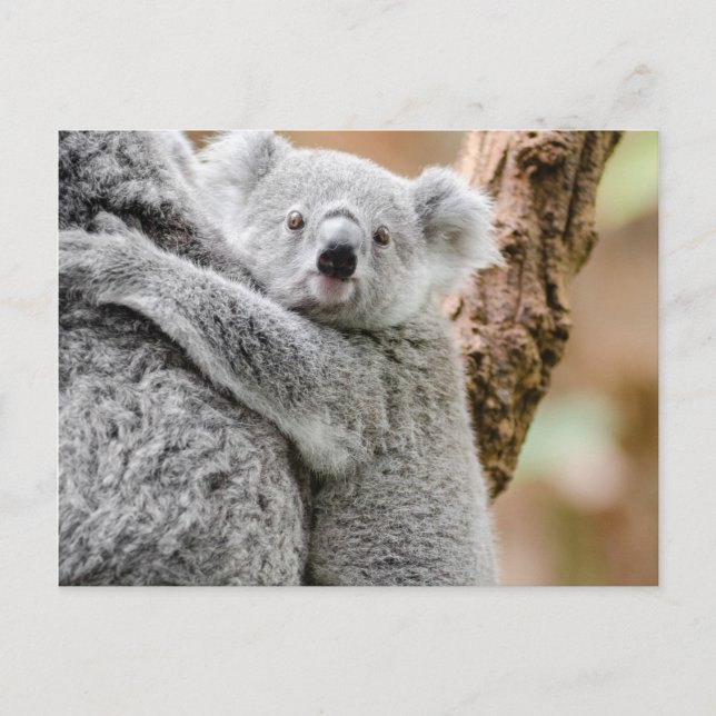 Koala Postkarte (Vorderseite)