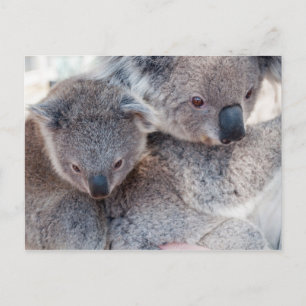 Koala Postkarte