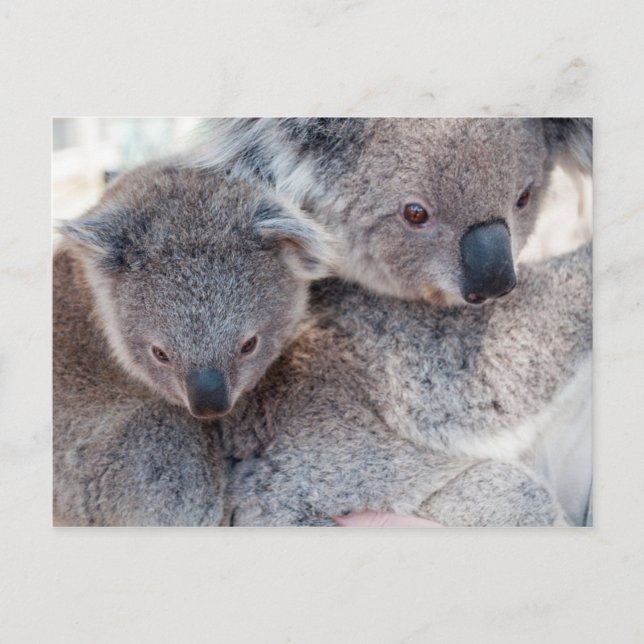 Koala Postkarte (Vorderseite)