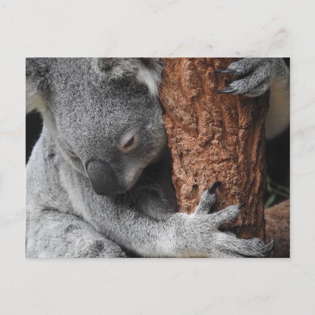 Koala Postkarte (Vorderseite)