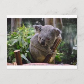 Koala Postkarte